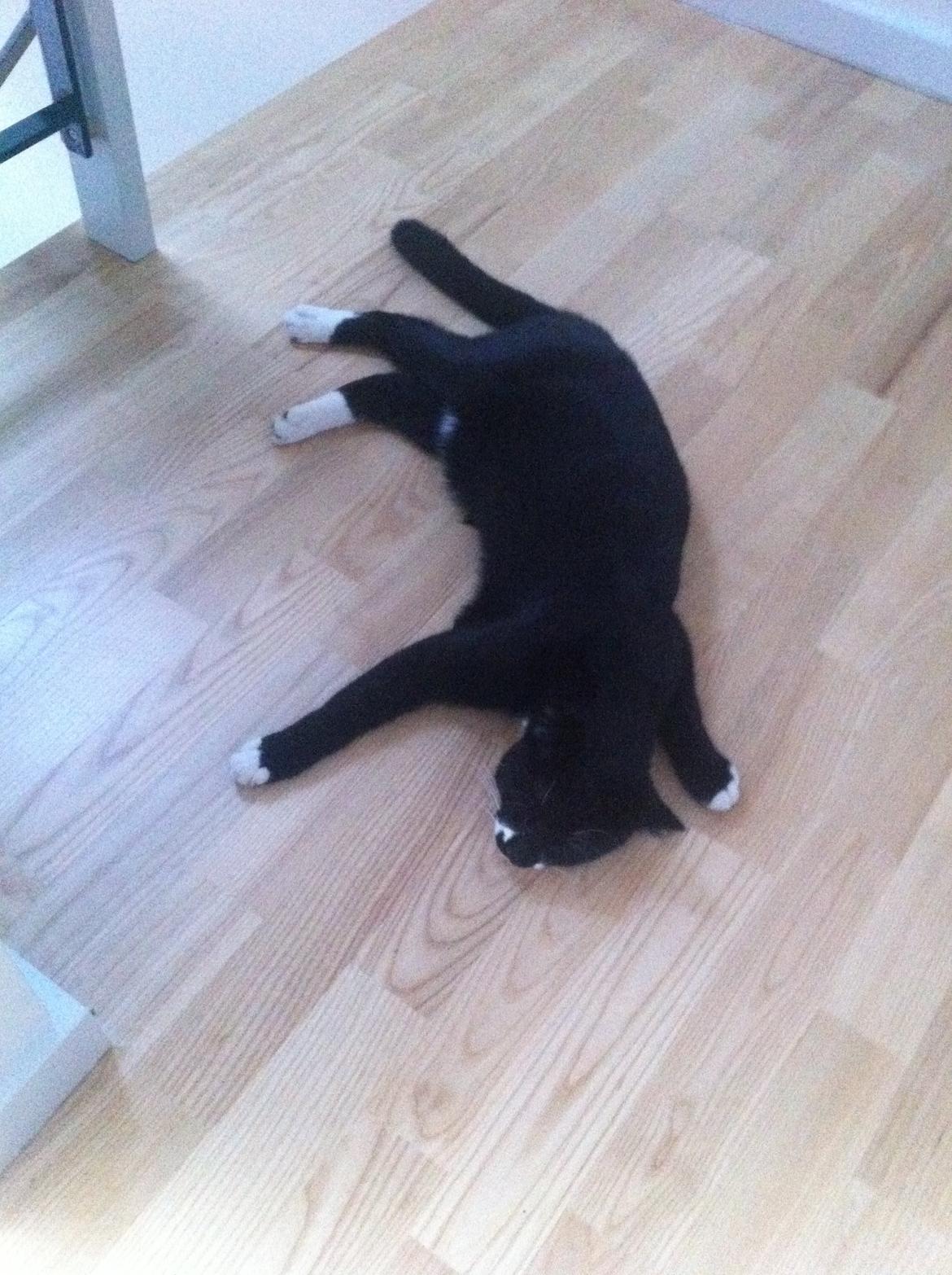 Huskat Hubert - Det er hårdt at være kat !! billede 12