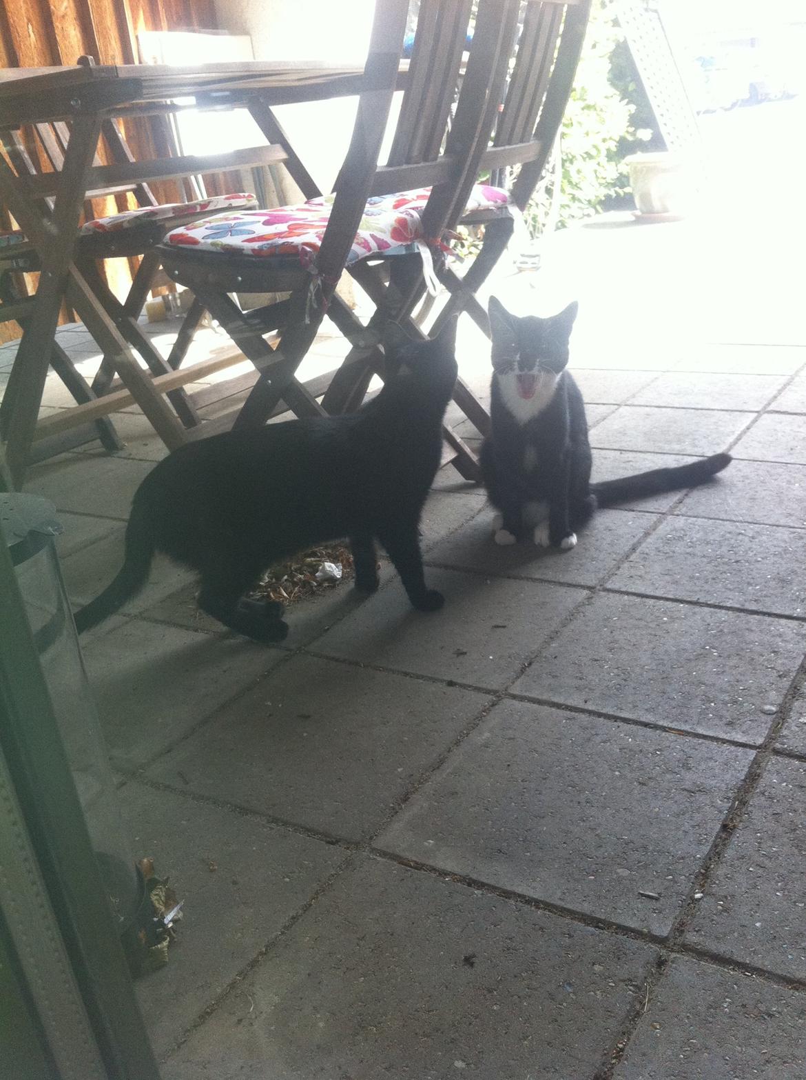 Huskat Hubert - Hubert har fundet sig en ny ven.. Åbenbart ikke så spændende da Hubert gabte en del. :p billede 13