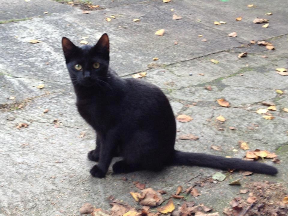 Huskat Bailey billede 3