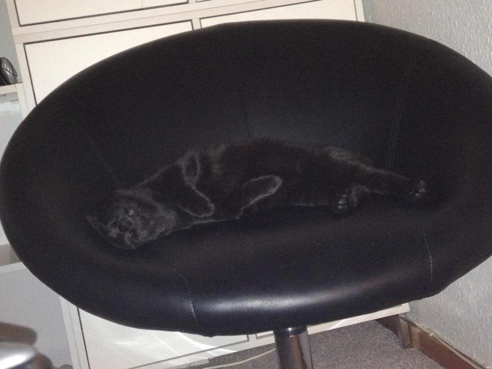 Huskat Bailey billede 4