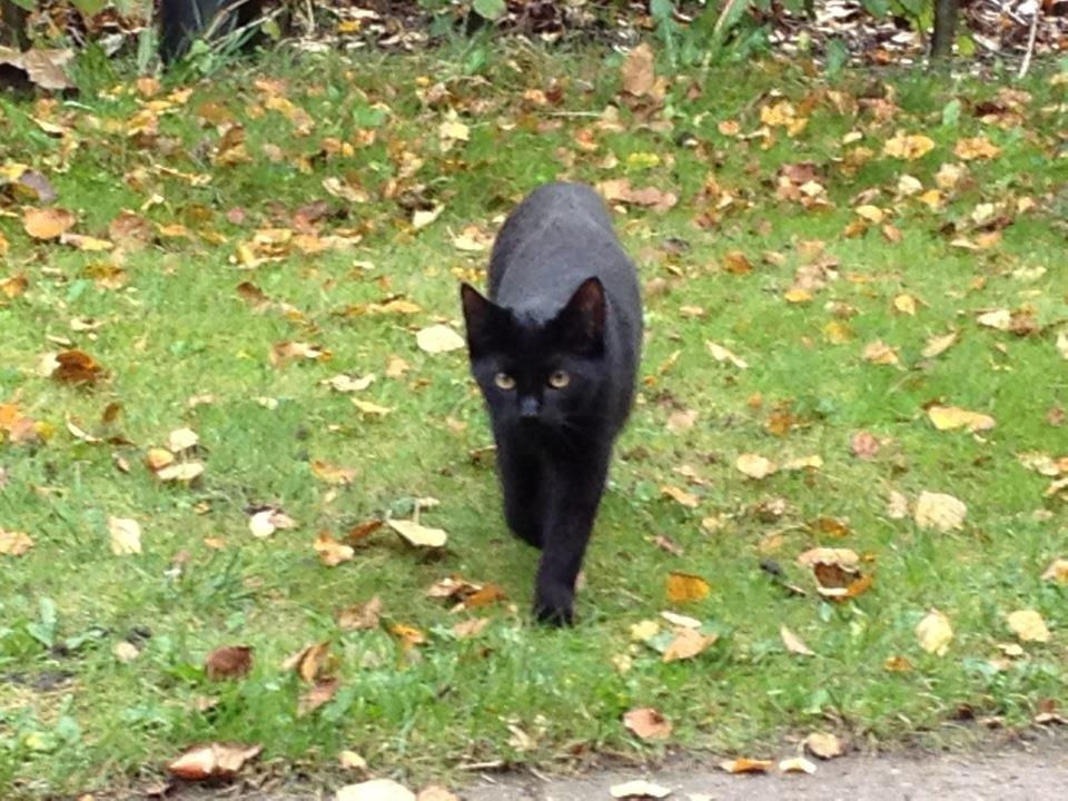 Huskat Bailey billede 5