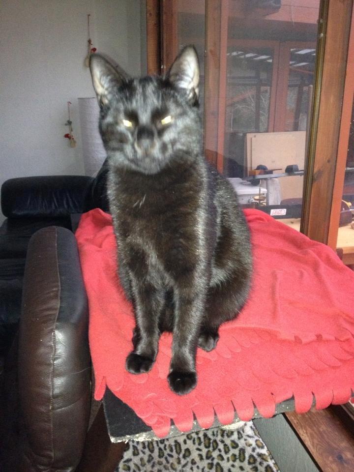 Huskat Bailey billede 6