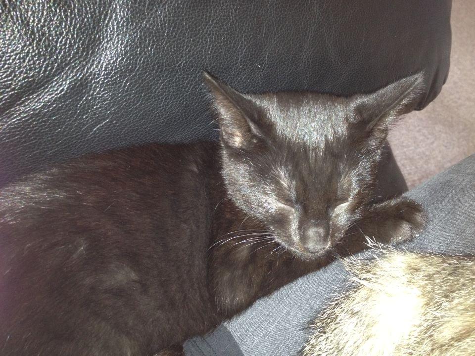 Huskat Bailey billede 7