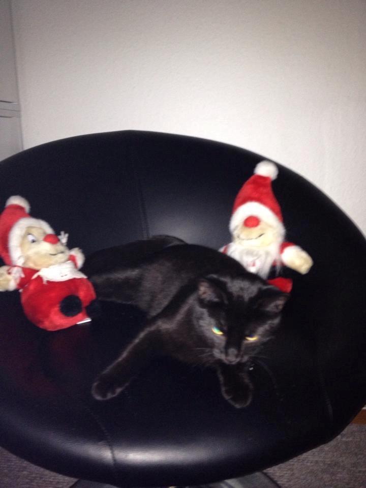 Huskat Bailey billede 8