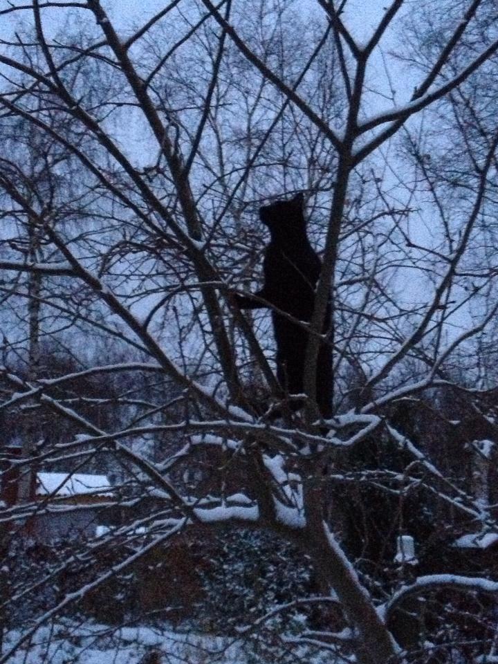 Huskat Bailey billede 9