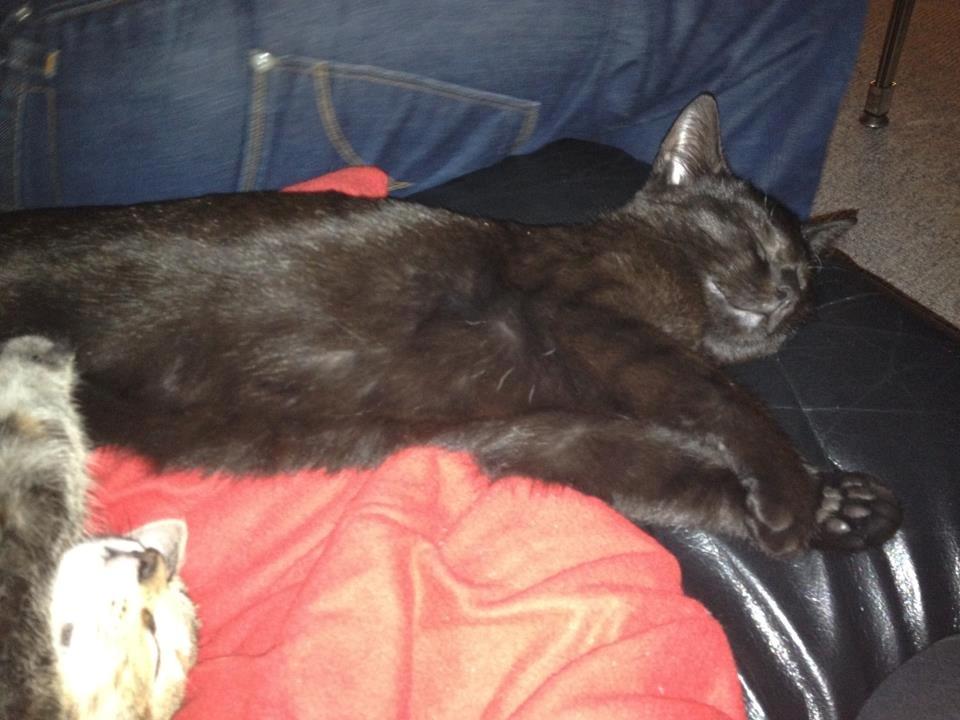 Huskat Bailey billede 10