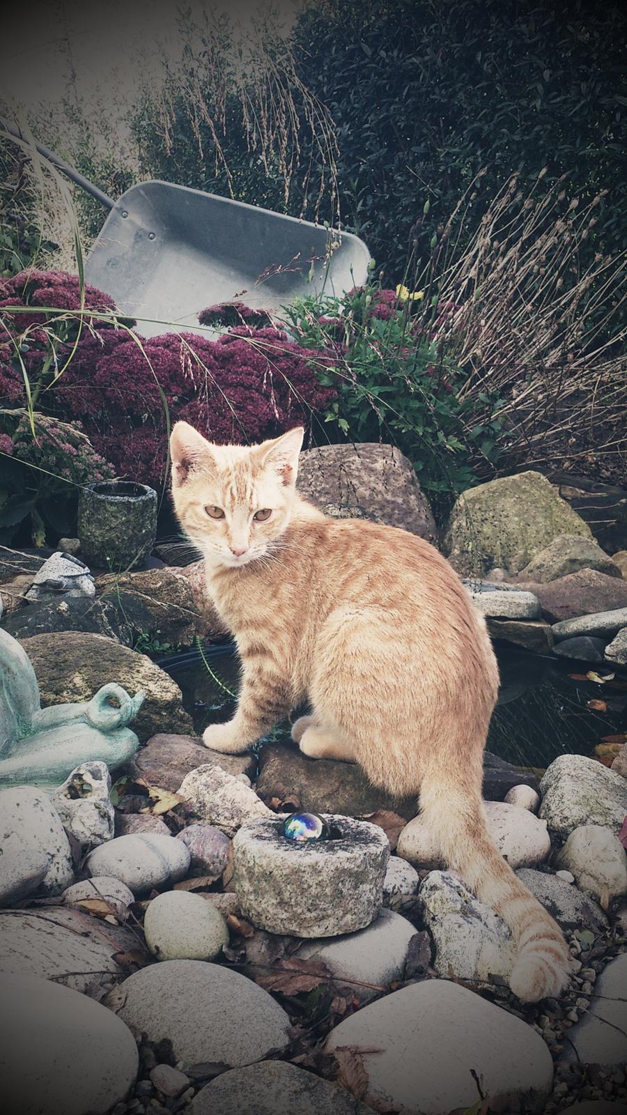 Huskat Gadaffi billede 1