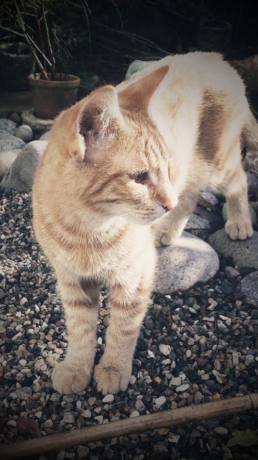 Huskat Gadaffi billede 2