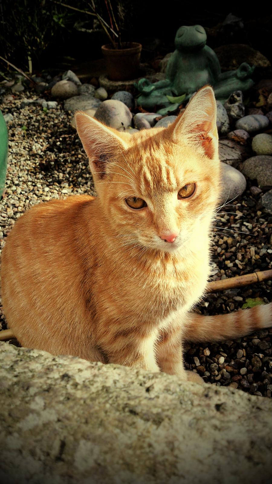 Huskat Gadaffi billede 3