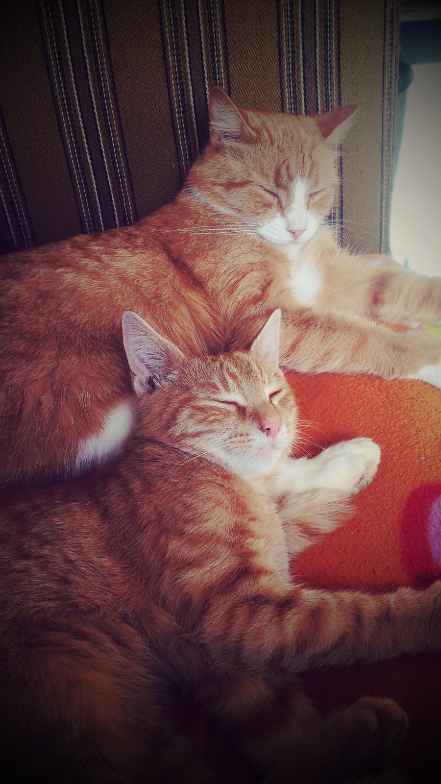 Huskat Gadaffi - Daffi og Oliver billede 4