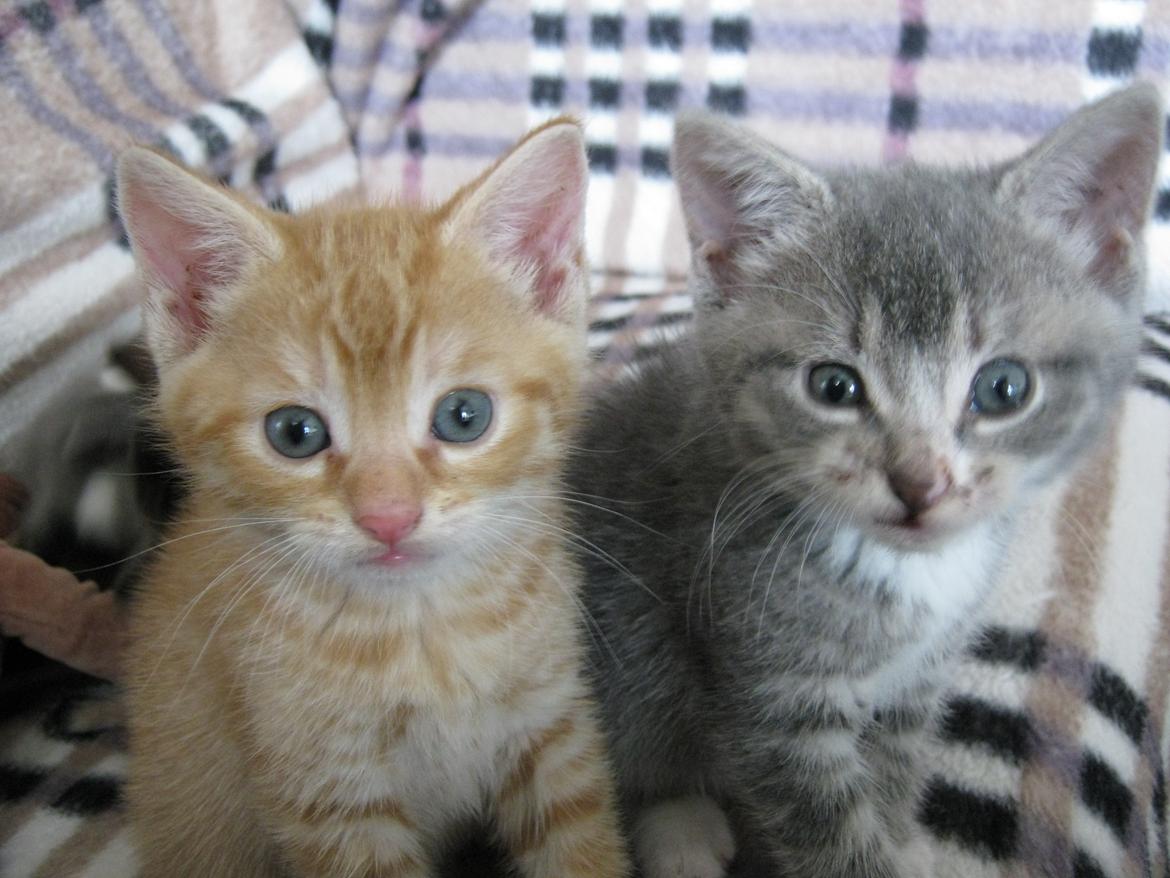 Huskat Gadaffi - Gadaffi og Gandhi billede 5