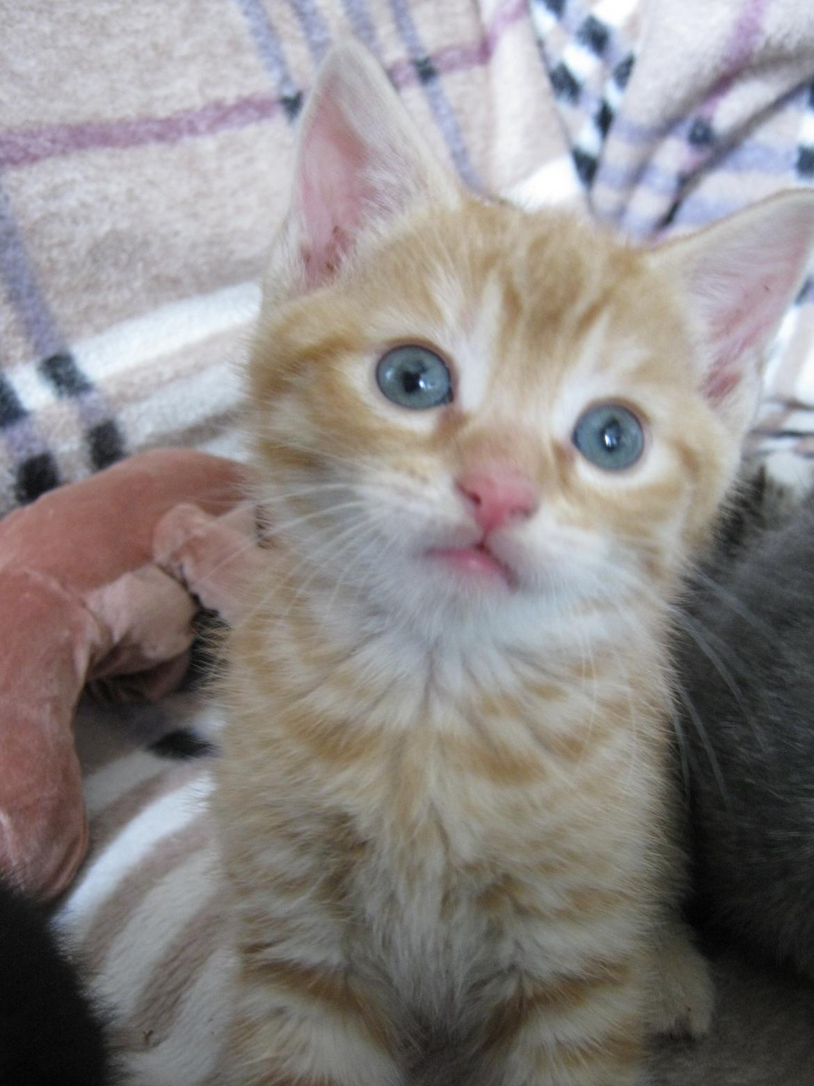 Huskat Gadaffi billede 6