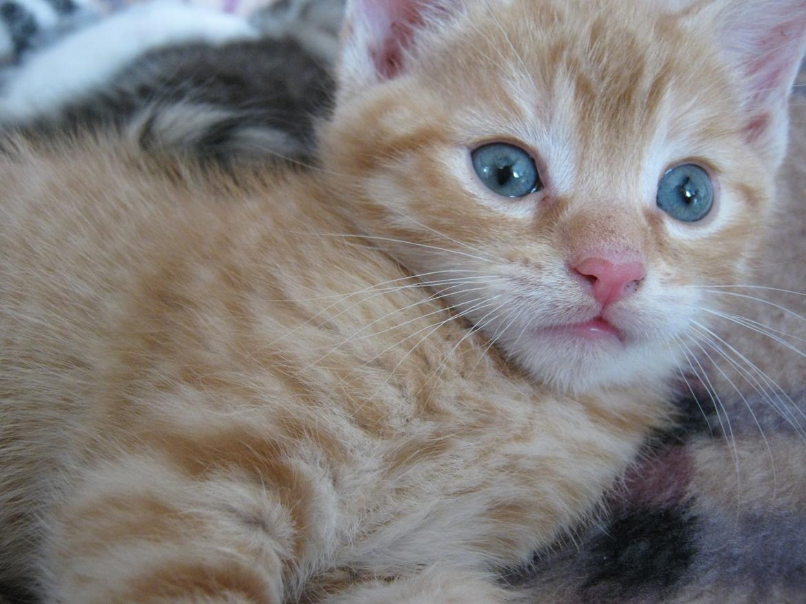 Huskat Gadaffi billede 7