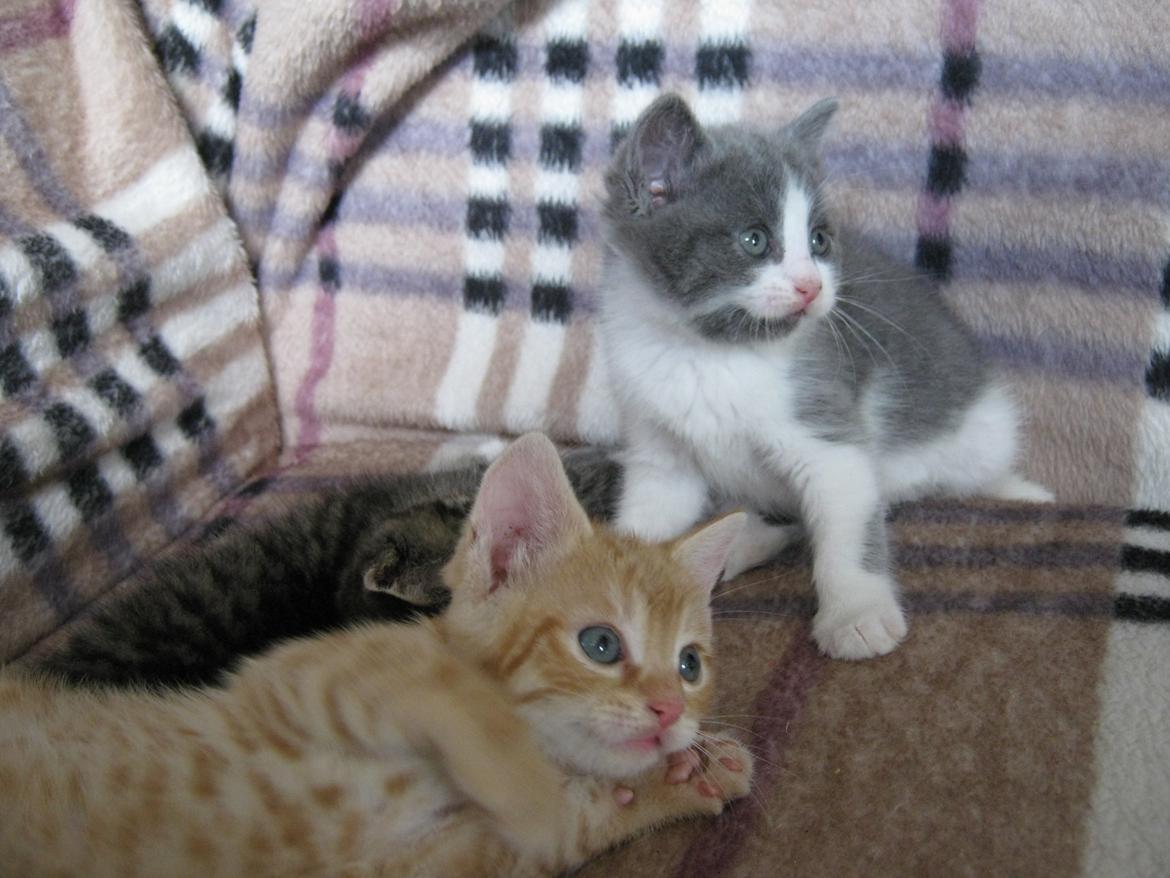 Huskat Gadaffi - Gadaffi og Woola billede 8