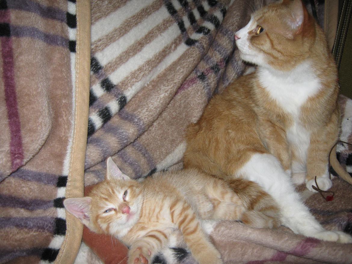 Huskat Gadaffi - hygge med Oliver billede 9