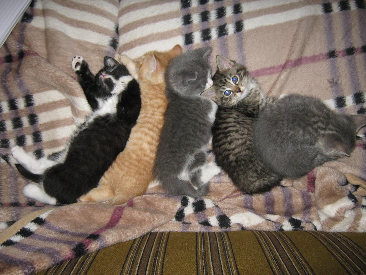 Huskat Gadaffi - Fra venstre: Chairman Mao, Gadaffi, Woola, Sif og Gandhi billede 10