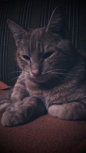 Huskat Gadaffi billede 11