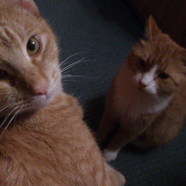 Huskat Gadaffi - Daffi og Oliver billede 12