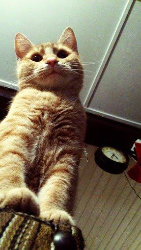 Huskat Gadaffi billede 13