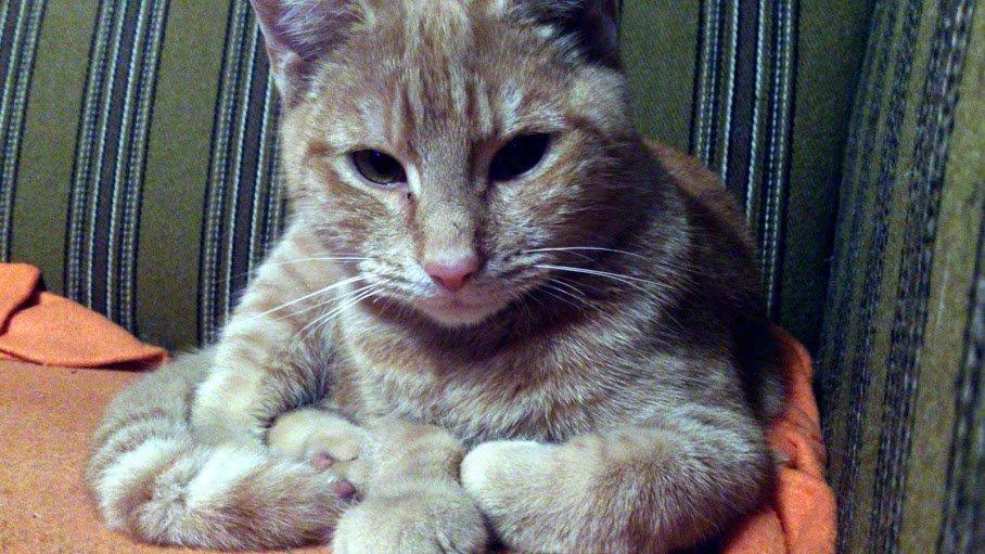 Huskat Gadaffi billede 14