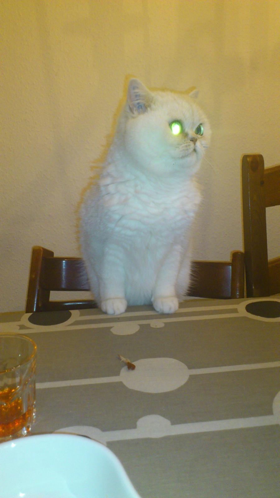 Exotic Vinzent Von Gørtz billede 2