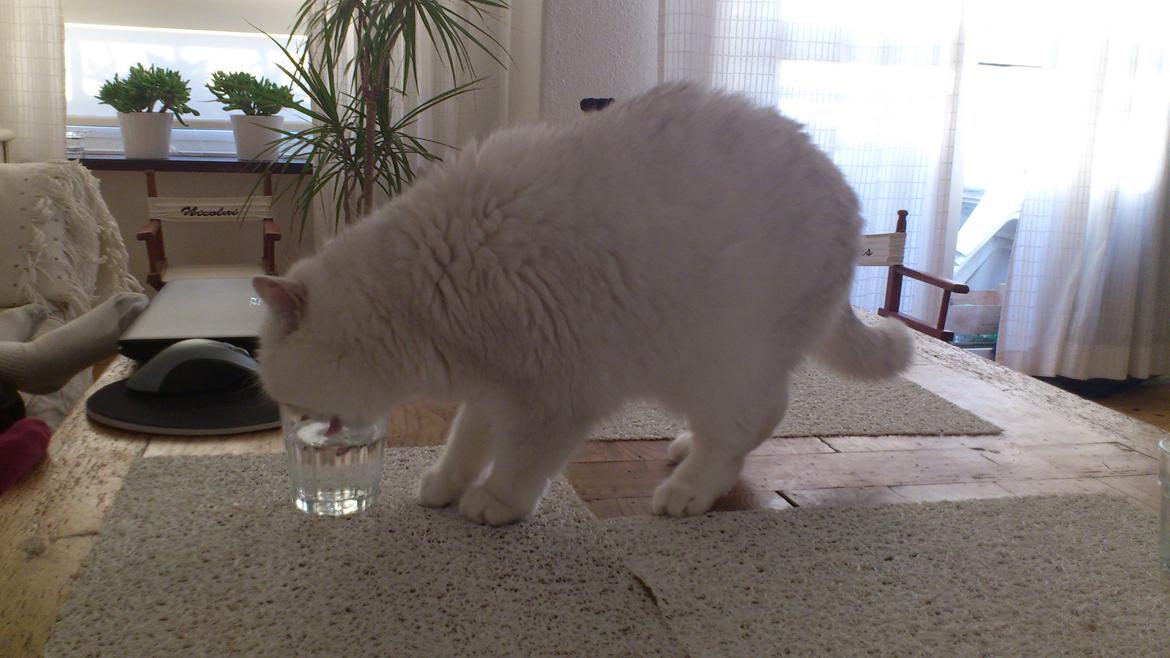 Exotic Vinzent Von Gørtz billede 3