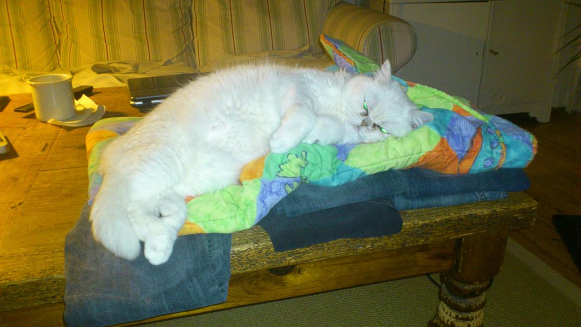 Exotic Vinzent Von Gørtz billede 4