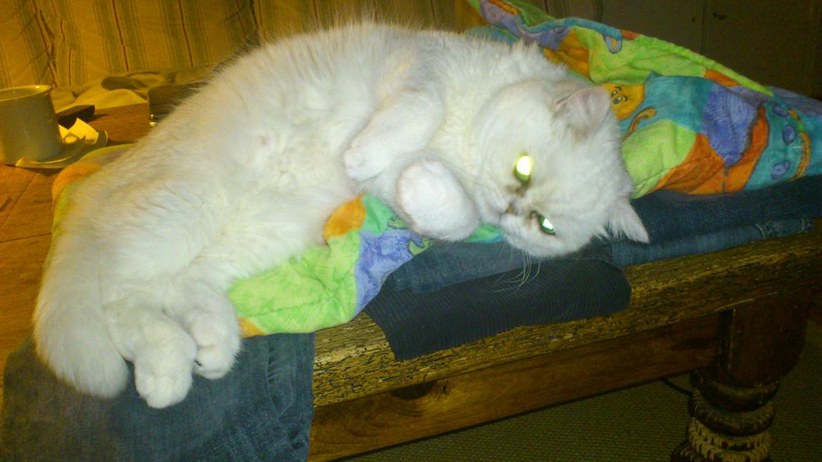 Exotic Vinzent Von Gørtz billede 5