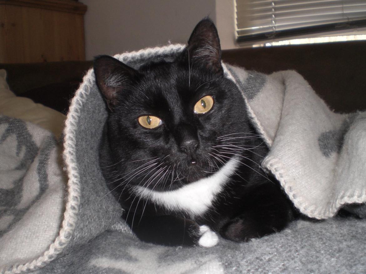 Huskat Panzer billede 1