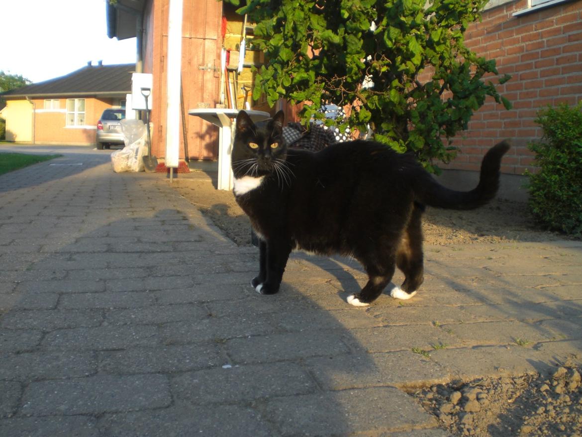 Huskat Panzer billede 3