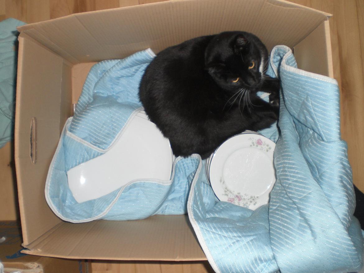 Huskat Panzer billede 4