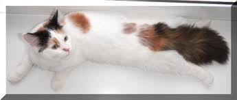 Tyrkisk Van Kebire von Frankenthal - Smukke kebire billede 6