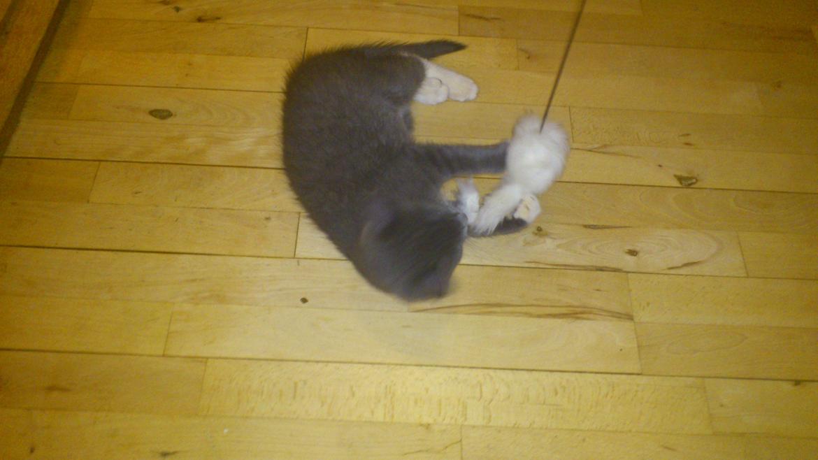 Huskat Simba billede 1