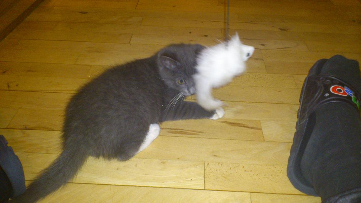 Huskat Simba billede 2