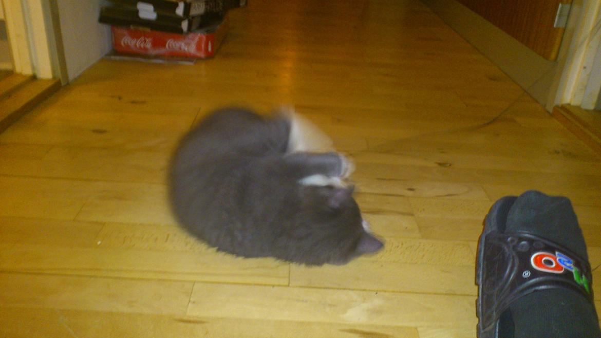 Huskat Simba billede 3