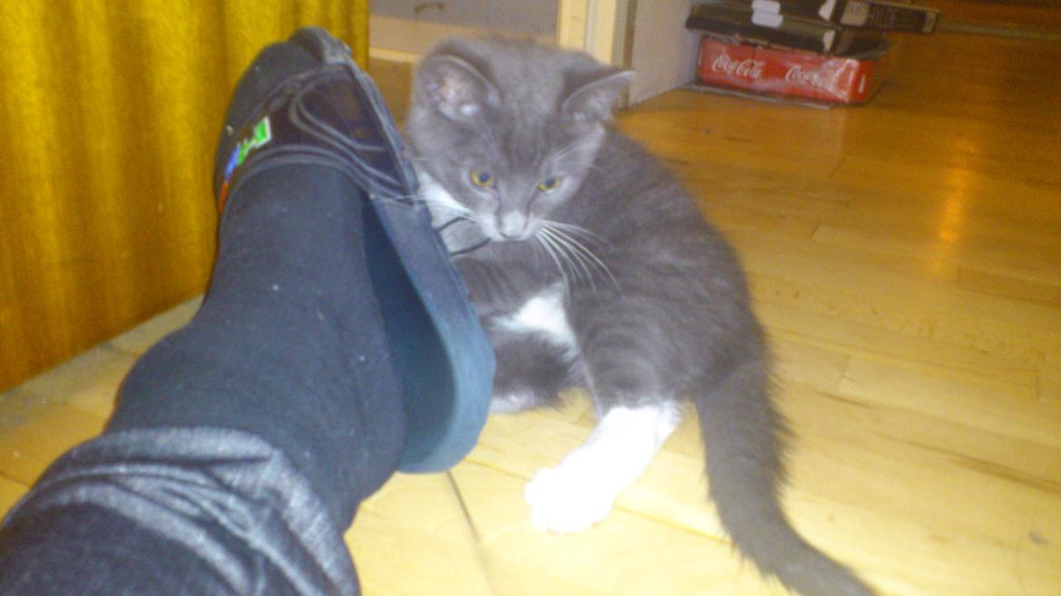 Huskat Simba billede 4