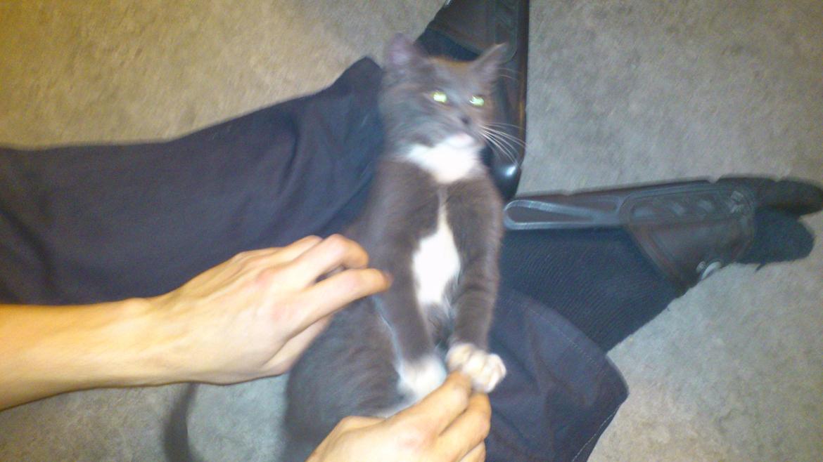 Huskat Simba billede 6