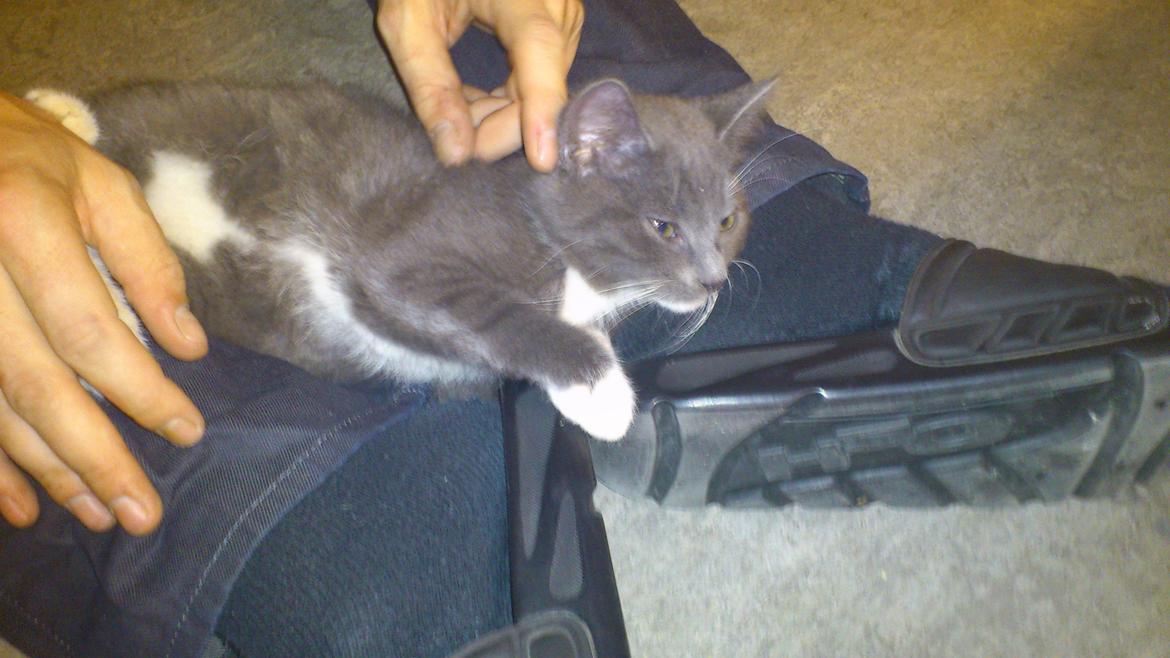 Huskat Simba billede 7