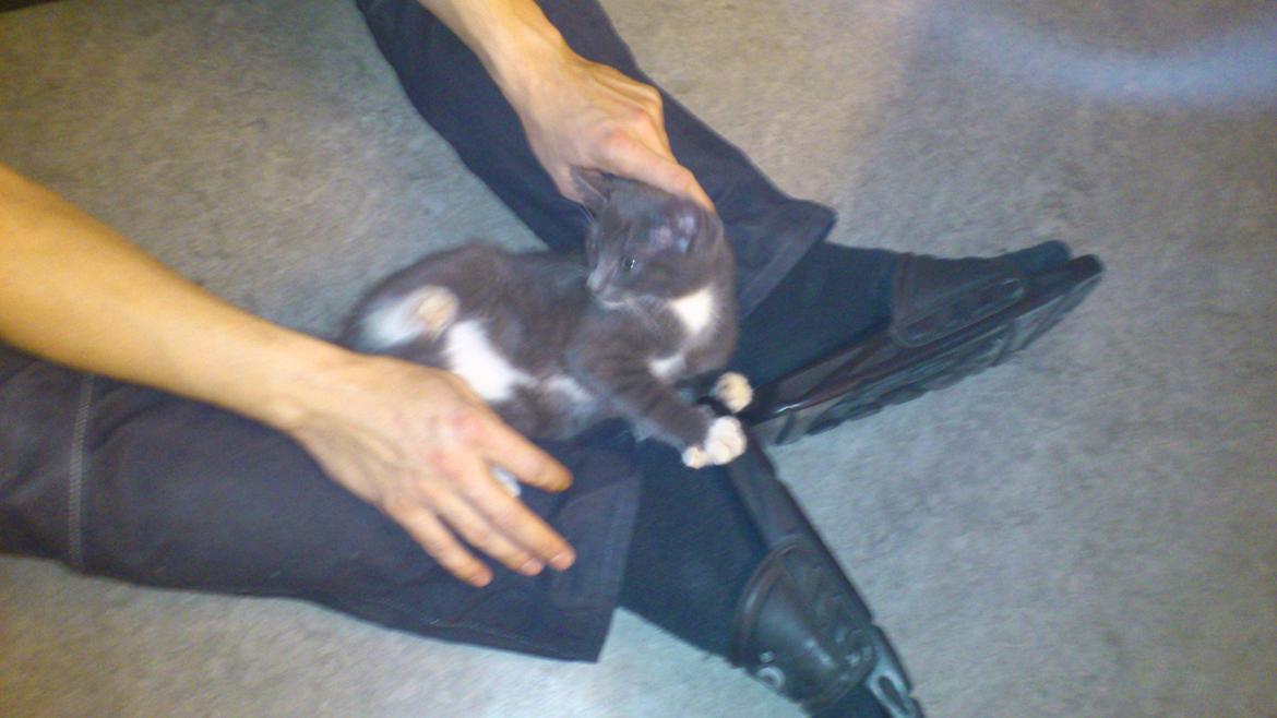 Huskat Simba billede 8