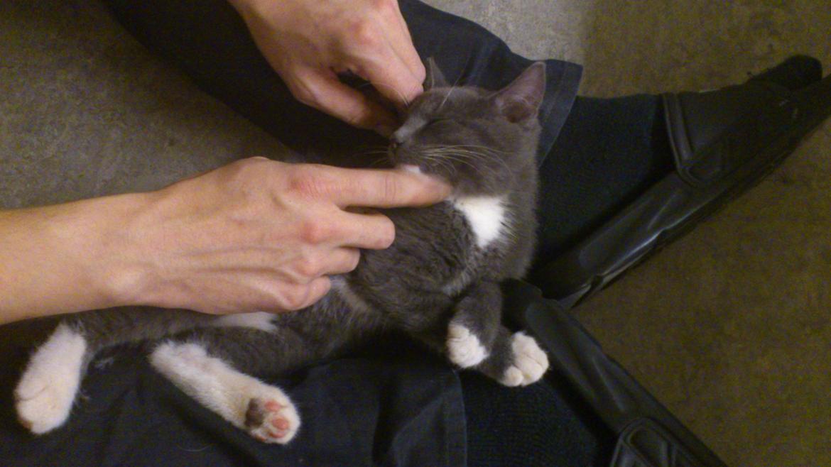 Huskat Simba billede 9