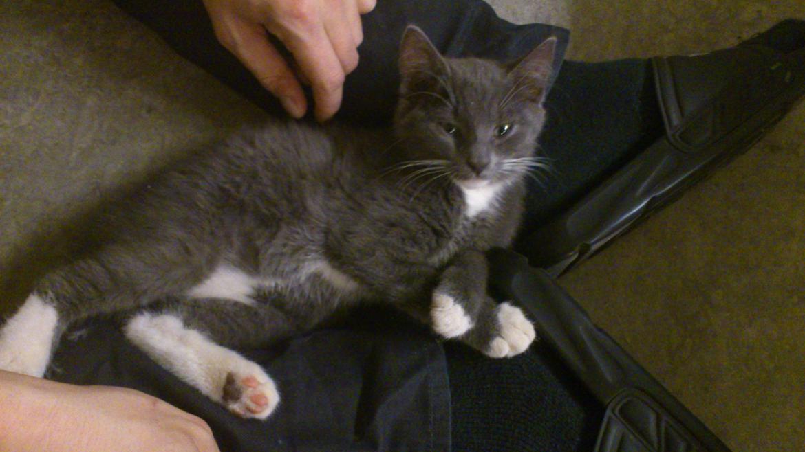 Huskat Simba billede 10