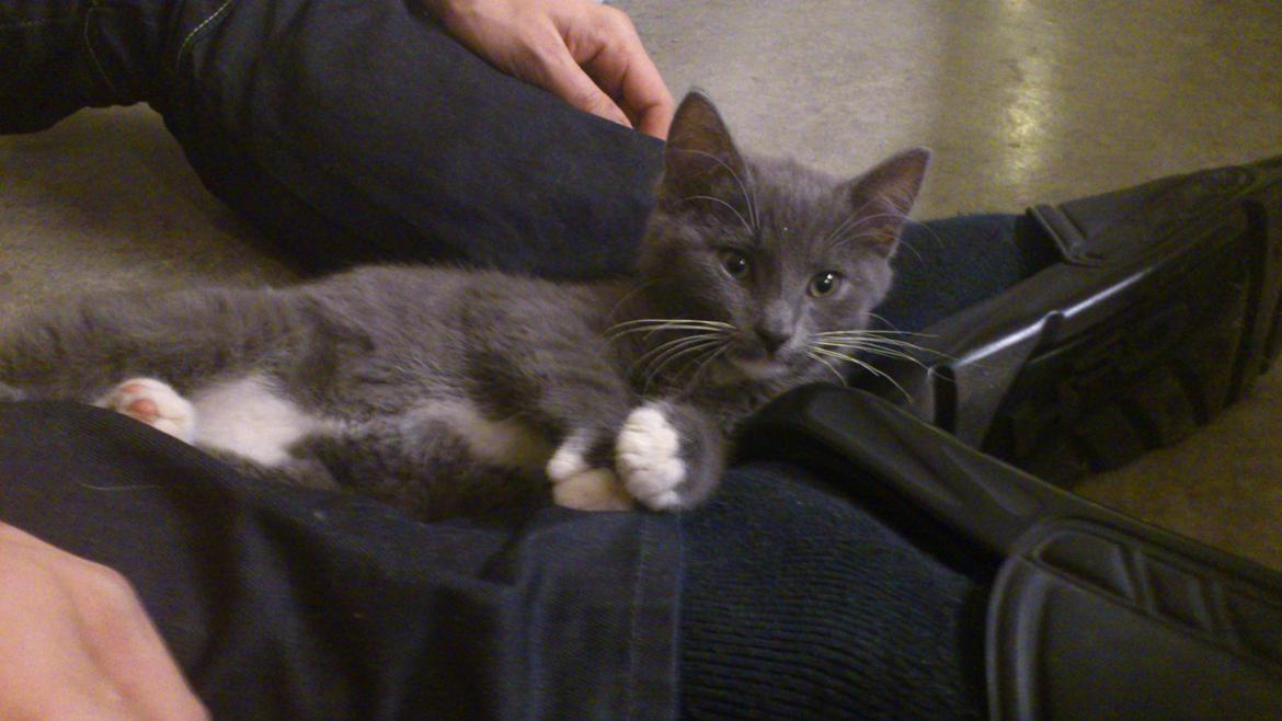 Huskat Simba billede 11