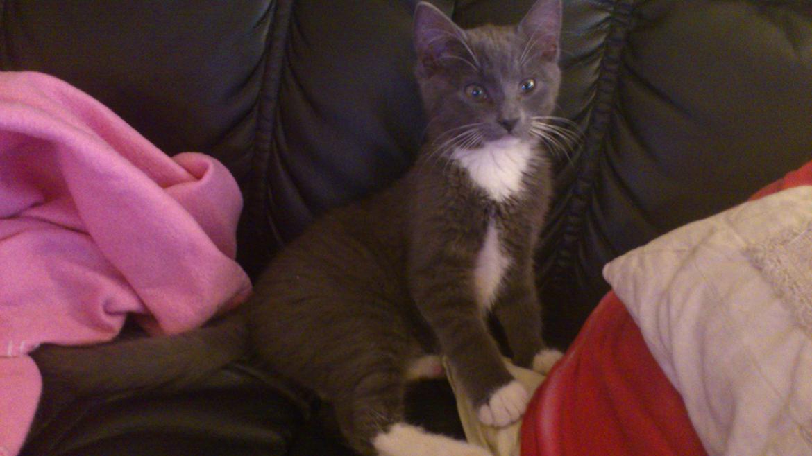 Huskat Simba billede 12