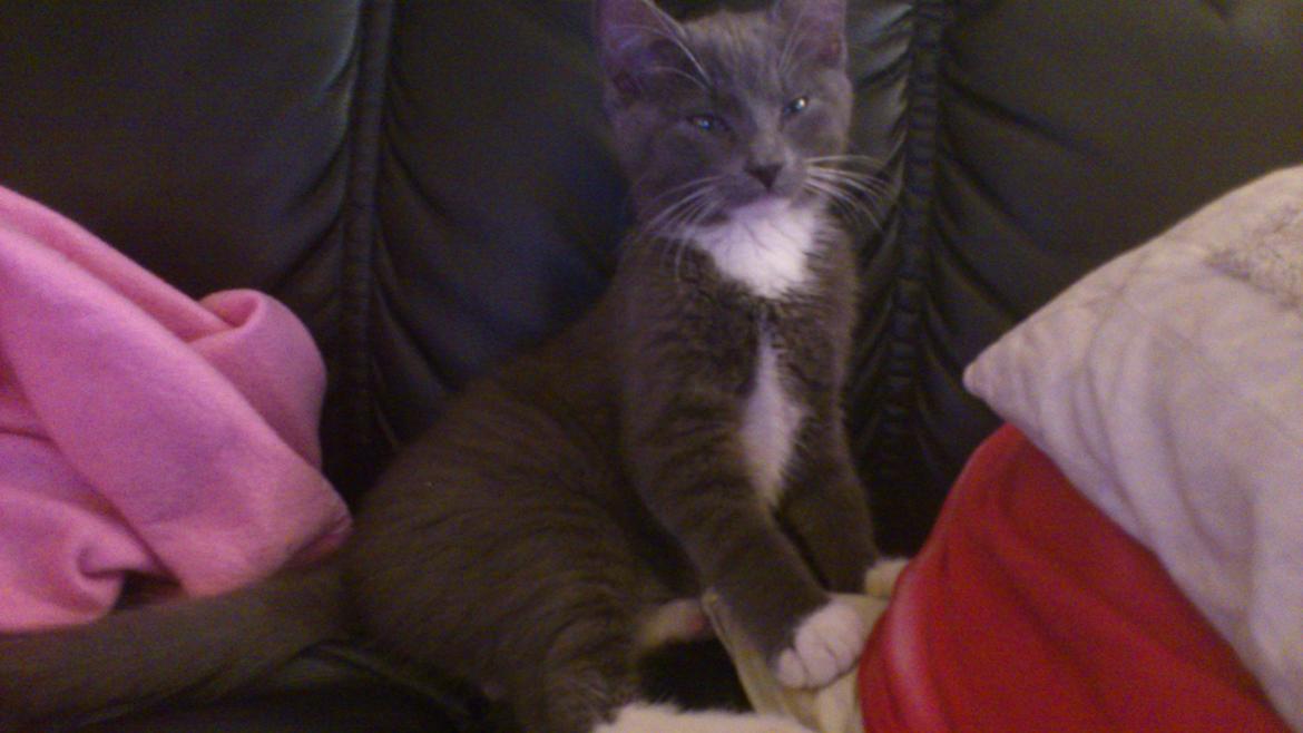 Huskat Simba billede 13