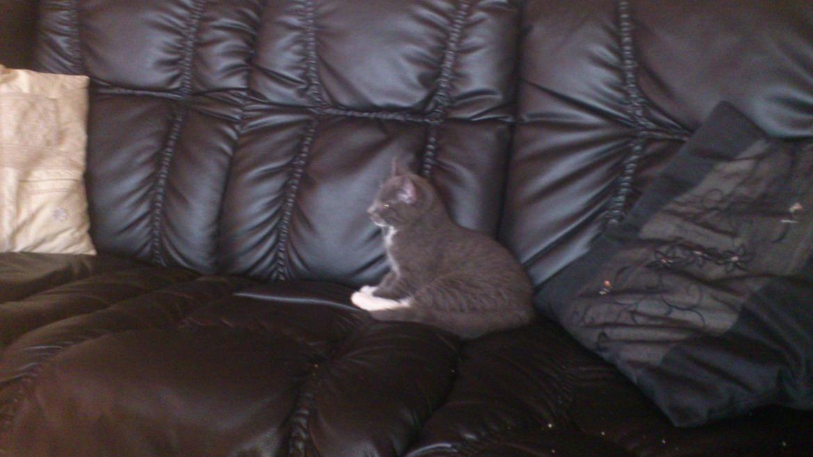 Huskat Simba billede 14