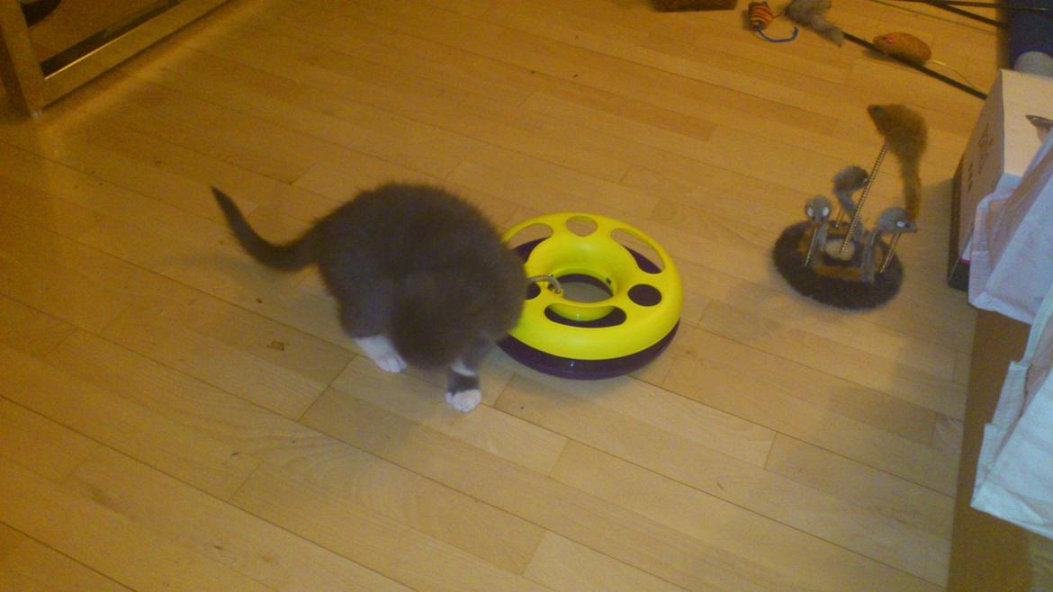 Huskat Simba billede 15