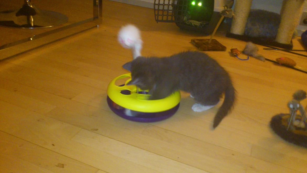 Huskat Simba billede 16