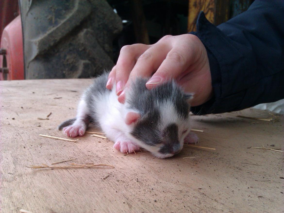 Blanding af racer Pelle(Elsker dig for evigt) - Velkommen til Pelles profil  billede 1