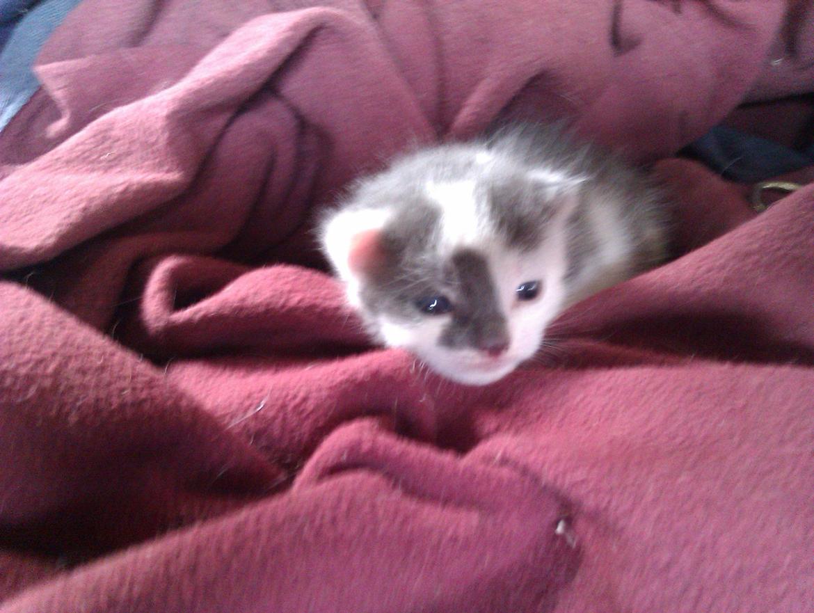 Blanding af racer Pelle(Elsker dig for evigt) billede 2