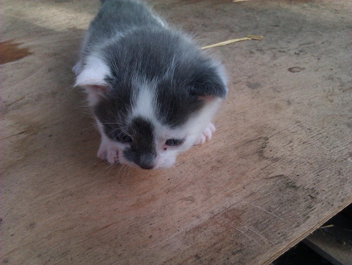 Blanding af racer Pelle(Elsker dig for evigt) billede 3